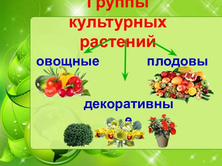 Группы культурных растений овощные плодовые декоративные