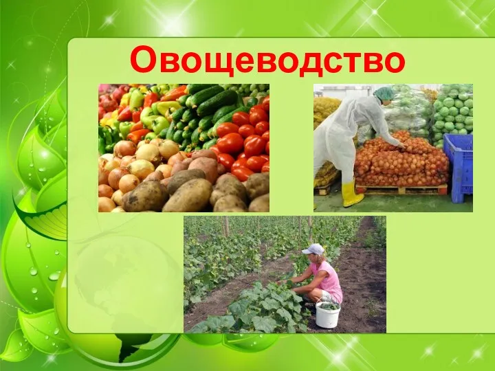 Овощеводство