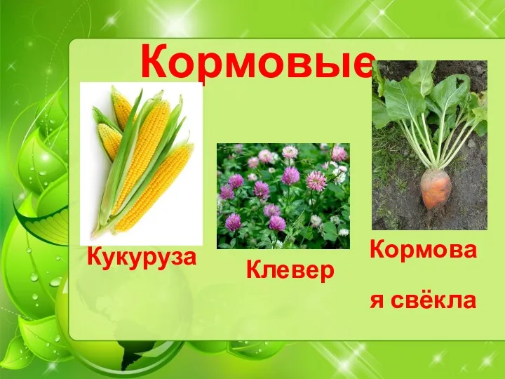 Кормовые Кукуруза Кормовая свёкла Клевер