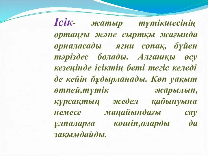 Ісік- жатыр түтікшесінің ортаңғы және сыртқы жағында орналасады яғни сопақ,