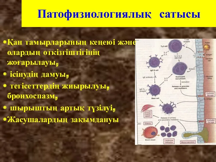 Патофизиологиялық сатысы Қан тамырларының кеңеюі және олардың өткізгіштігінің жоғарылауы, ісінудің