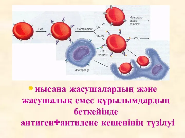 нысана жасушалардың және жасушалық емес құрылымдардың беткейінде антиген+антидене кешенінің түзілуі