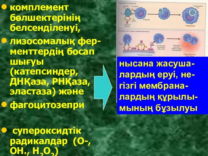 комплемент бөлшектерінің белсенділенуі, лизосомалық фер-менттердің босап шығуы (катепсиндер, ДНҚаза, РНҚаза,