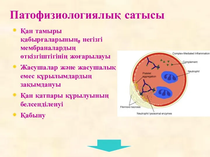 Патофизиологиялық сатысы Қан тамыры қабырғаларының, негізгі мембраналардың өткізгіштігінің жоғарылауы Жасушалар