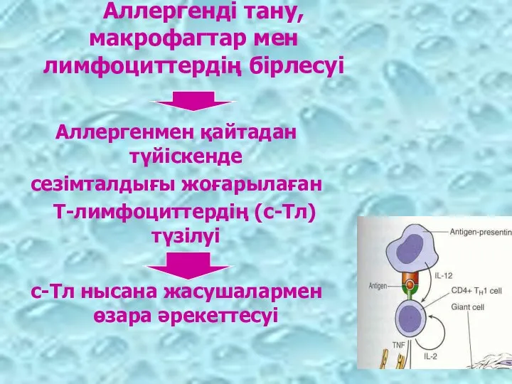 Аллергенді тану, макрофагтар мен лимфоциттердің бірлесуі Аллергенмен қайтадан түйіскенде сезімталдығы