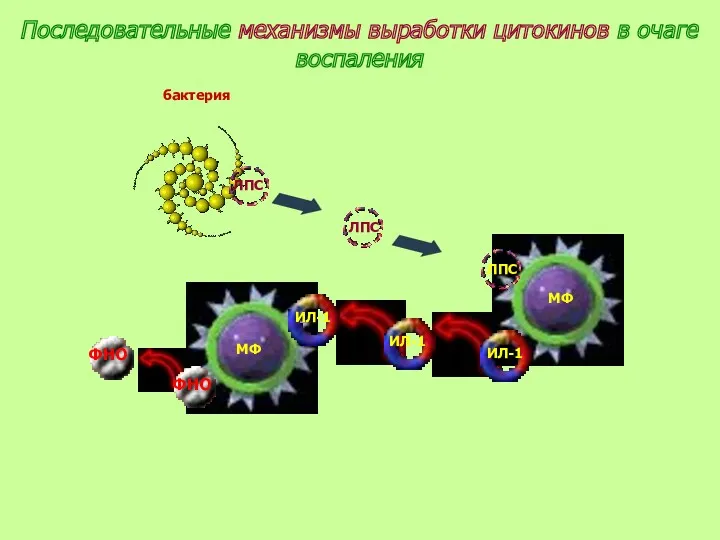 Последовательные механизмы выработки цитокинов в очаге воспаления бактерия ЛПС ЛПС