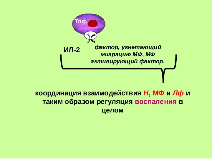 ИЛ-2 фактор, угнетающий миграцию МФ, МФ активирующий фактор, координация взаимодействия Н, МФ и
