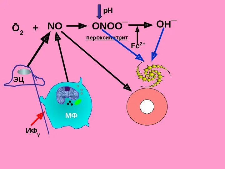 ONOО¯ рН ОН¯ Fe2+ пероксинитрит NО Ō2 + ЭЦ ИФγ МФ