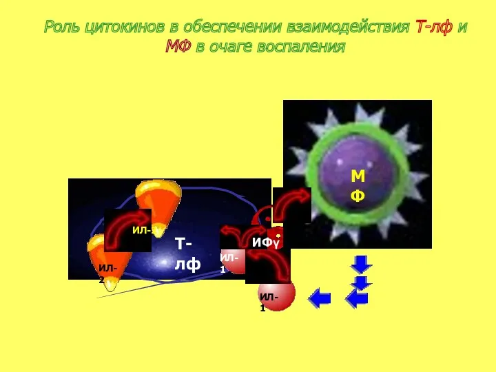 Роль цитокинов в обеспечении взаимодействия Т-лф и МФ в очаге воспаления Т-лф ИЛ-2