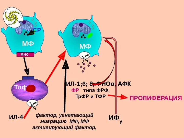 МФ СР ИЛ-4 фактор, угнетающий миграцию МФ, МФ активирующий фактор, ИФγ МНС ИЛ-1;6;