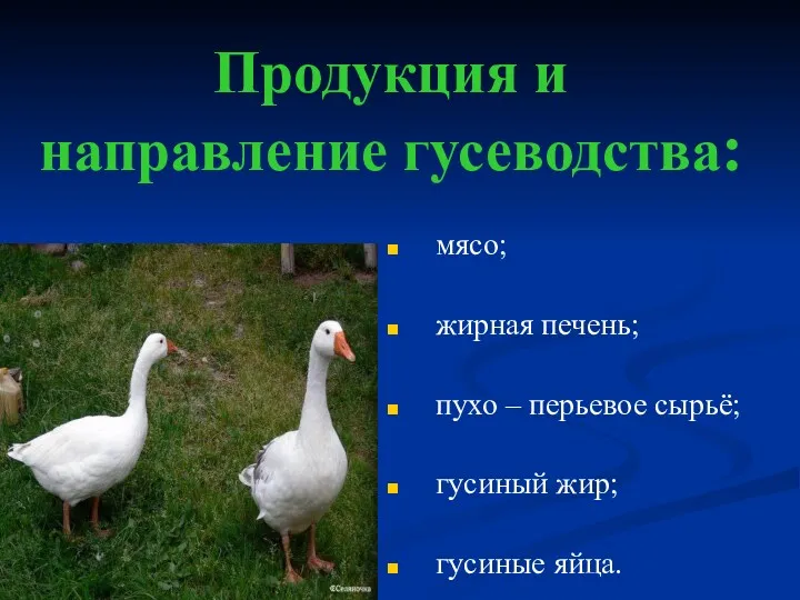 Продукция и направление гусеводства: мясо; жирная печень; пухо – перьевое сырьё; гусиный жир; гусиные яйца.