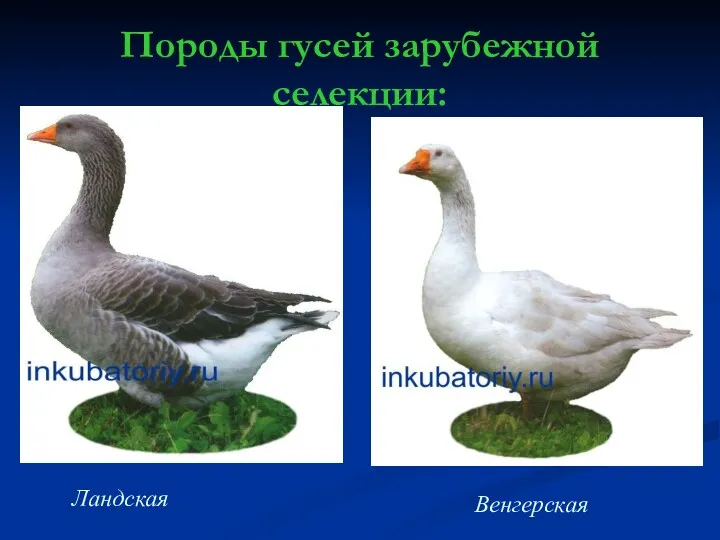 Породы гусей зарубежной селекции: Венгерская Тулузская порода Ландская