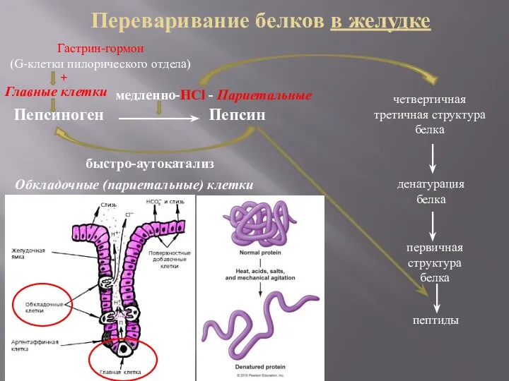 Переваривание белков в желудке Пепсиноген Пепсин медленно-HCl - Париетальные быстро-аутокатализ