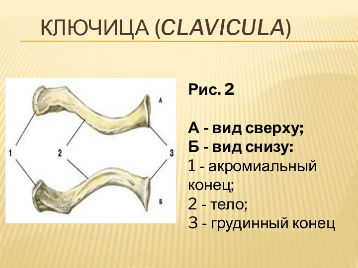 КЛЮЧИЦА (CLAVICULA) Рис. 2 А - вид сверху; Б -