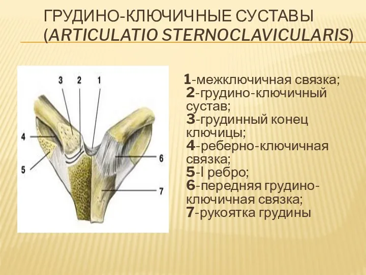ГРУДИНО-КЛЮЧИЧНЫЕ СУСТАВЫ (ARTICULATIO STERNOCLAVICULARIS) 1-межключичная связка; 2-грудино-ключичный сустав; 3-грудинный конец