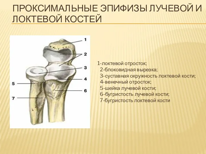 ПРОКСИМАЛЬНЫЕ ЭПИФИЗЫ ЛУЧЕВОЙ И ЛОКТЕВОЙ КОСТЕЙ 1-локтевой отросток; 2-блоковидная вырезка;