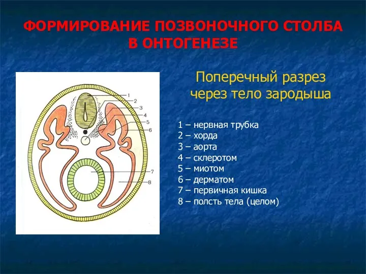 ФОРМИРОВАНИЕ ПОЗВОНОЧНОГО СТОЛБА В ОНТОГЕНЕЗЕ Поперечный разрез через тело зародыша