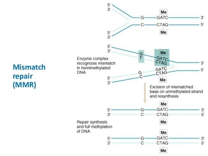 Mismatch repair (MMR)