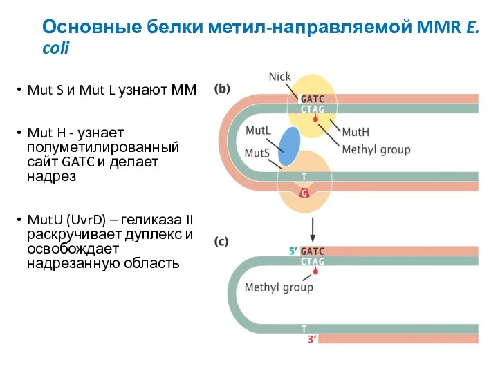 Основные белки метил-направляемой MMR E. coli Mut S и Mut