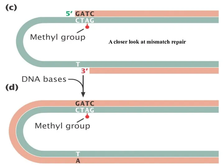 A closer look at mismatch repair
