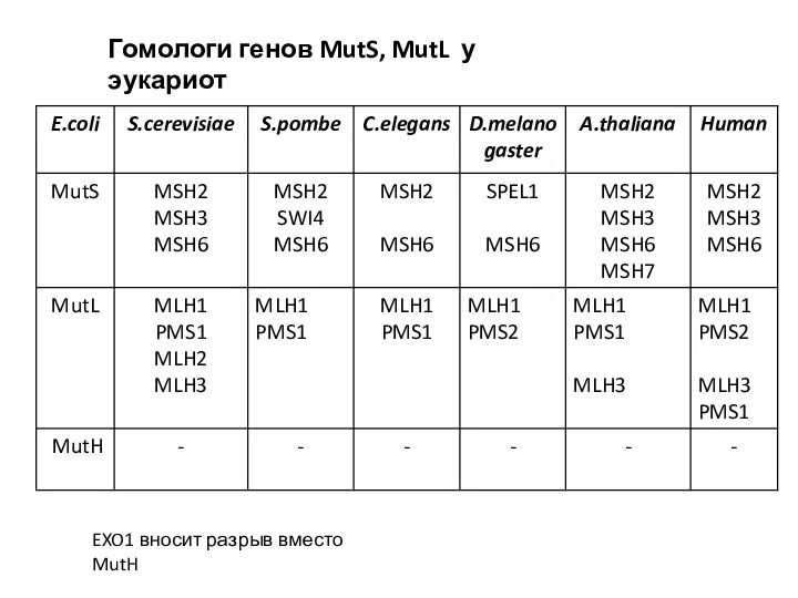 Гомологи генов MutS, MutL у эукариот EXO1 вносит разрыв вместо MutH