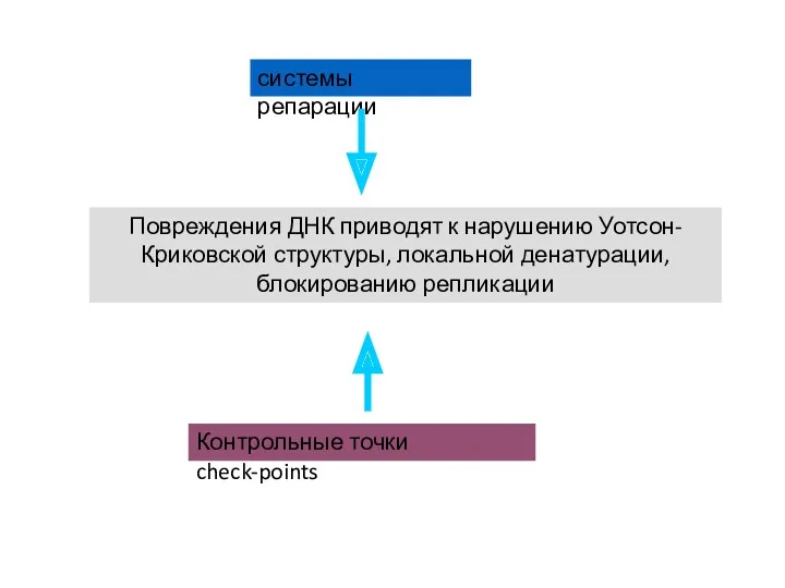 Повреждения ДНК приводят к нарушению Уотсон-Криковской структуры, локальной денатурации, блокированию репликации системы репарации Контрольные точки check-points