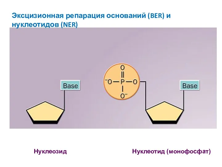 Нуклеозид Нуклеотид (монофосфат) Эксцизионная репарация оснований (BER) и нуклеотидов (NER)