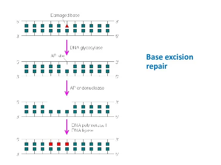 Base excision repair