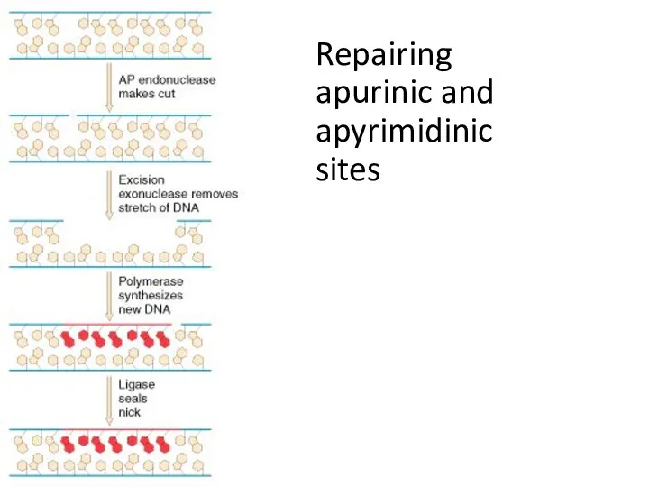 Repairing apurinic and apyrimidinic sites