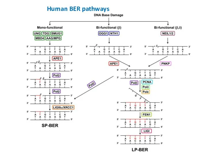 Human BER pathways