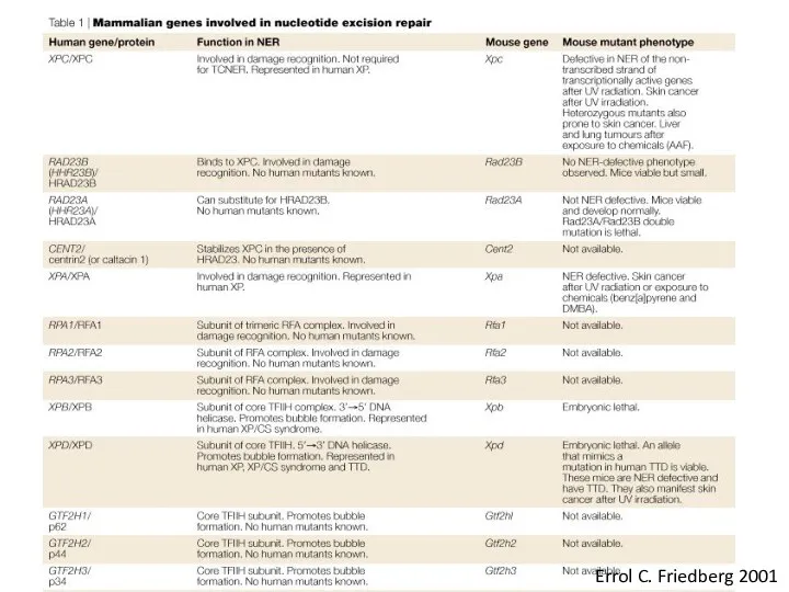 Errol C. Friedberg 2001
