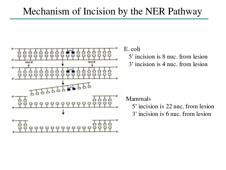 Mechanism of Incision by the NER Pathway E. coli 5’