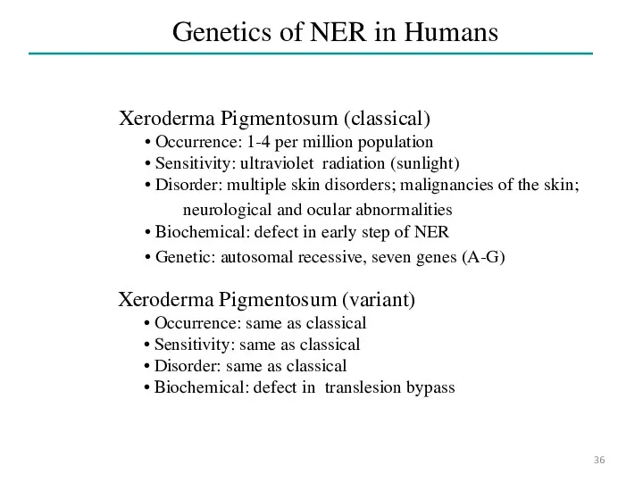 Genetics of NER in Humans Xeroderma Pigmentosum (classical) Occurrence: 1-4