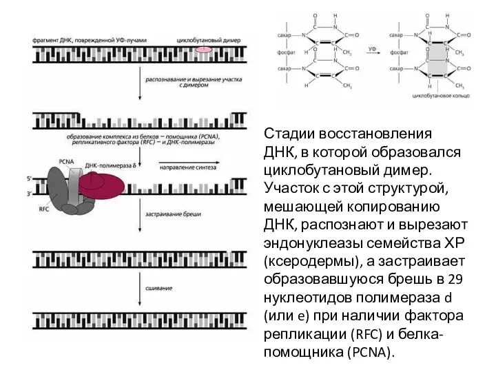 Стадии восстановления ДНК, в которой образовался циклобутановый димер. Участок с