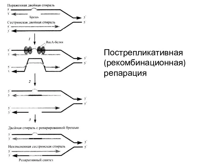 Пострепликативная (рекомбинационная) репарация