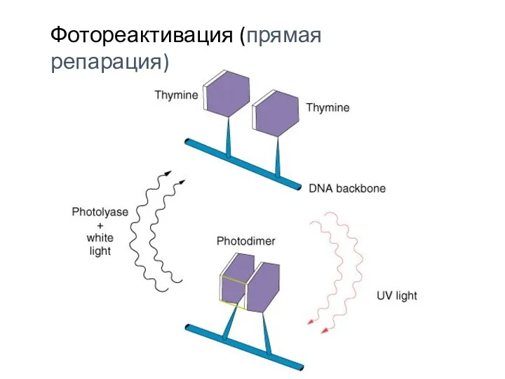 Фотореактивация (прямая репарация)