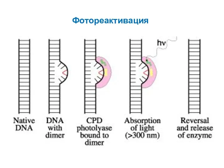 Фотореактивация