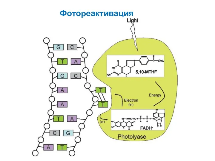 Фотореактивация