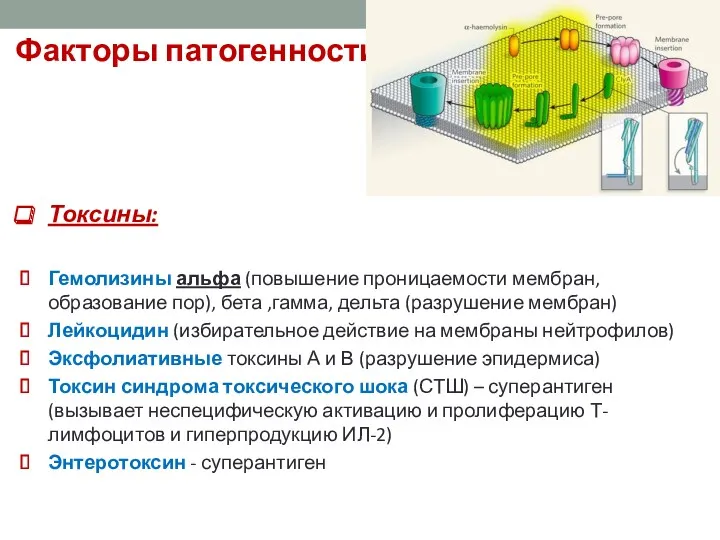 Факторы патогенности Токсины: Гемолизины альфа (повышение проницаемости мембран, образование пор),