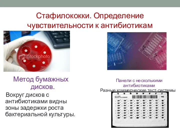 Стафилококки. Определение чувствительности к антибиотикам Метод бумажных дисков. Вокруг дисков