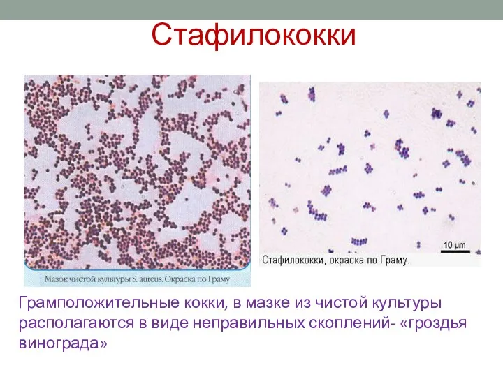 Грамположительные кокки, в мазке из чистой культуры располагаются в виде неправильных скоплений- «гроздья винограда» Стафилококки