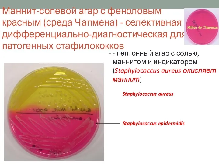 Маннит-солевой агар с феноловым красным (среда Чапмена) - селективная и