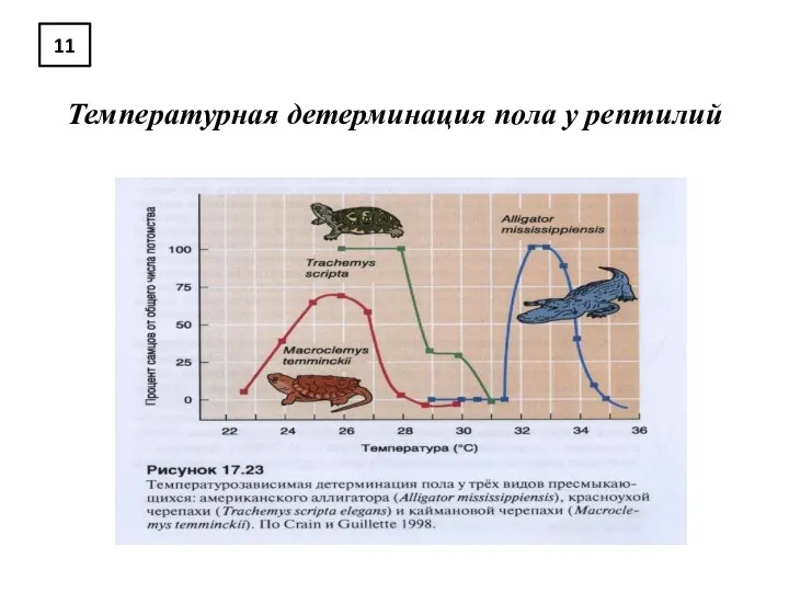 11 Температурная детерминация пола у рептилий