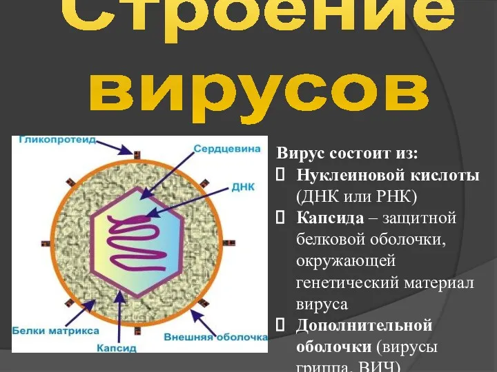 Строение вирусов Вирус состоит из: Нуклеиновой кислоты (ДНК или РНК)