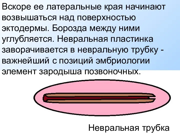 Вскоре ее латеральные края начинают возвышаться над поверхностью эктодермы. Борозда