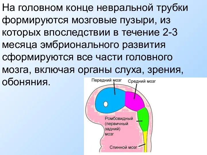 На головном конце невральной трубки формируются мозговые пузыри, из которых