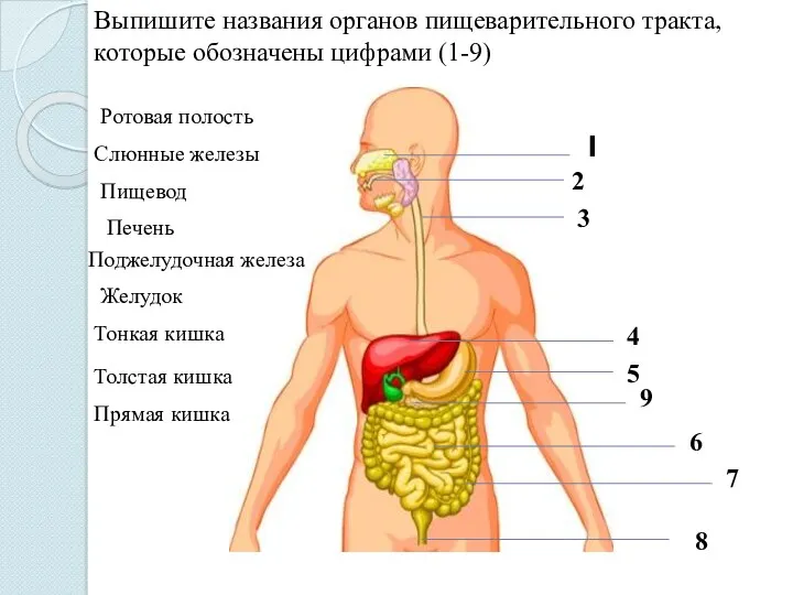 Выпишите названия органов пищеварительного тракта, которые обозначены цифрами (1-9) 1 2 3 4