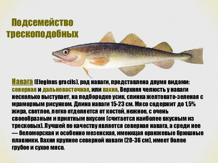 Подсемейство трескоподобных Навага (Eleginus gracils), род наваги, представлена двумя видами: