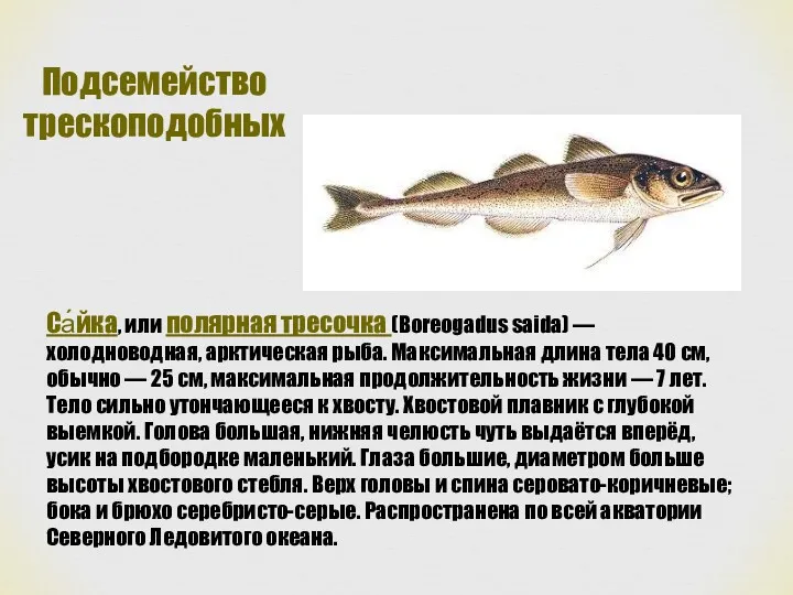 Подсемейство трескоподобных Са́йка, или полярная тресочка (Boreogadus saida) — холодноводная, арктическая рыба. Максимальная