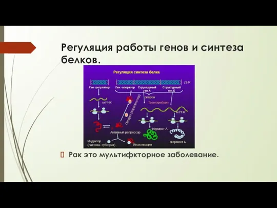 Регуляция работы генов и синтеза белков. Рак это мультифкторное заболевание.